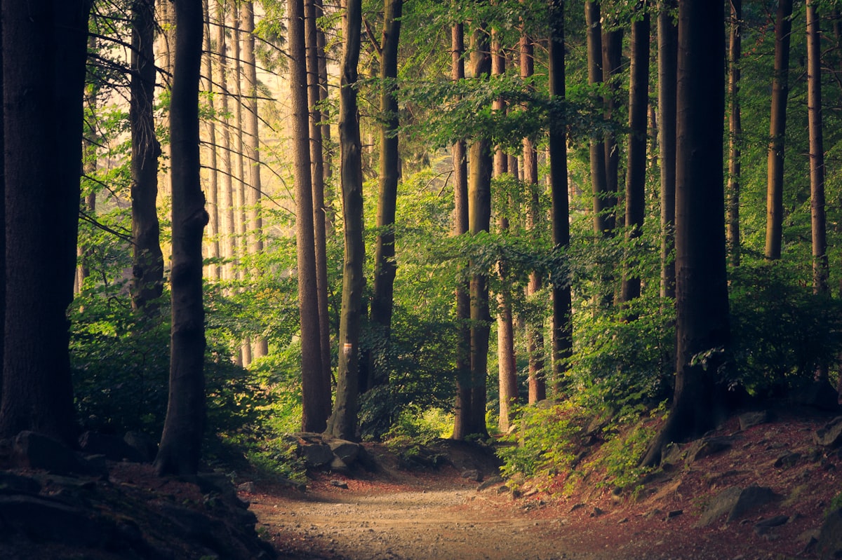 Sunlit forest path with ferns and tall evergreen trunks