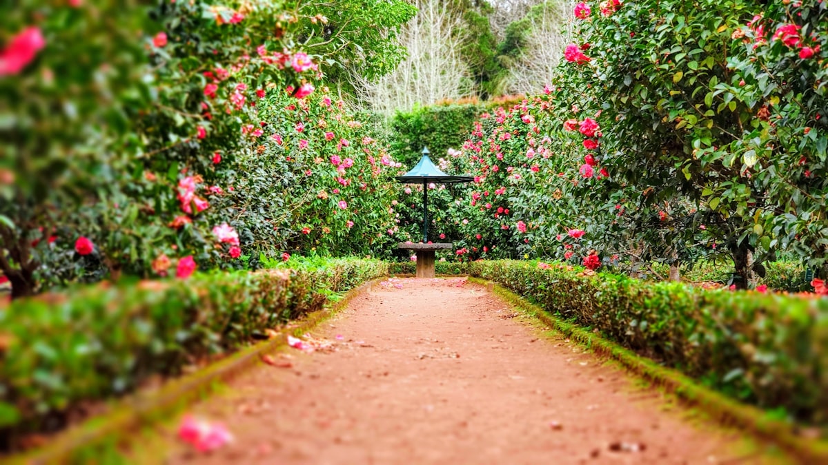 A gravel garden path bordered by moss, ferns, and flowering perennials
