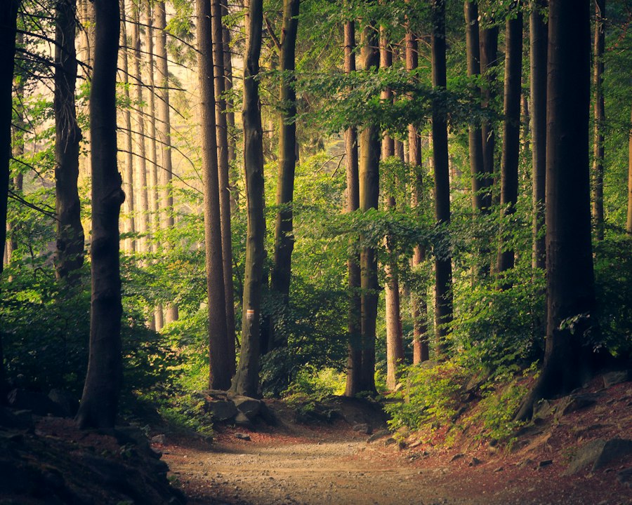 Sun through evergreen forest