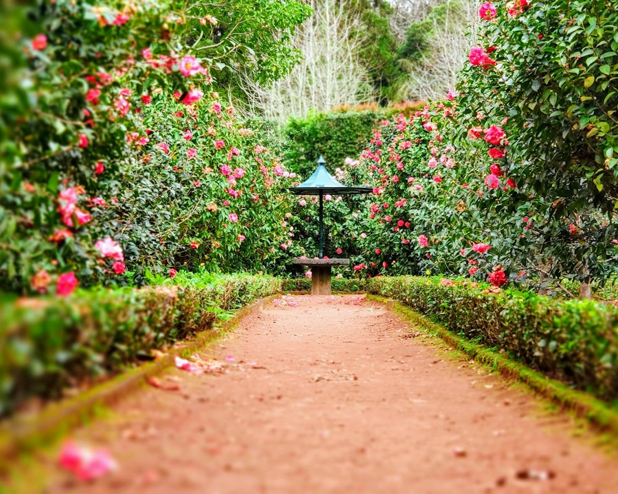 Garden path with mixed perennial borders