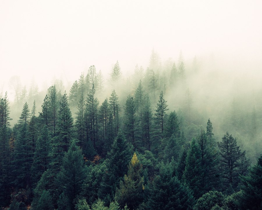 Fog moving through a hillside forest
